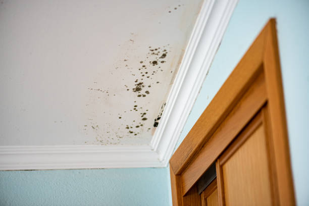 Best Mold Inspection  in Adel, IA