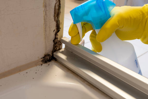 Best Attic Mold Removal  in Adel, IA