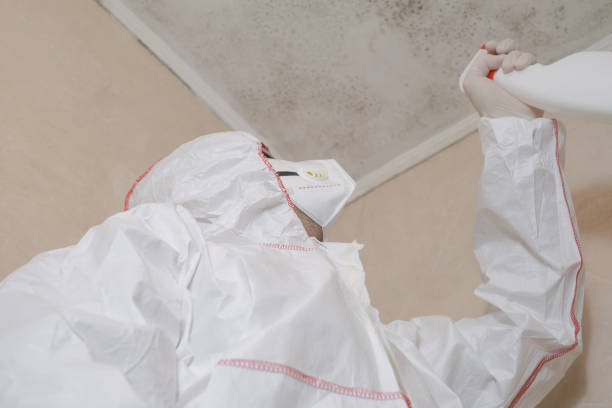 Mold Removal and Inspection in Adel, IA