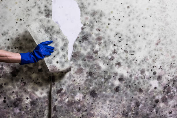 Best Mold Damage Repair  in Adel, IA